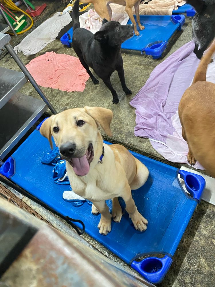 社團法人臺灣張媽媽毛孩新生協會